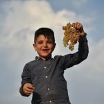 کشاورزی در شهرستان شازند
